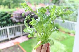 ボード 野菜 のピン