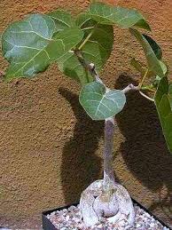 Image result for Ficus abutilifolia