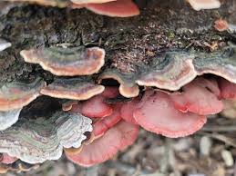 Image result for Merulius incarnatus