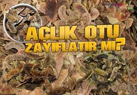 Aclik Otu Ile Zayiflama Diyetsiz 2 Haftada 4 Kilo Zayiflama Yontemleri Zayiflama Club