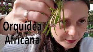 Image result for Polystachya vulcanica