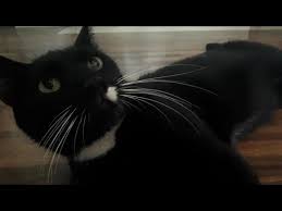 Il gatto nero day è la giornata dedicata alla difesa di questa tipologia di animali e alle numerose superstizioni che vi ruotano attorno, ma ecco il preaffido, l'albo e un logo comune la prima iniziativa in programma per la giornata mondiale del gatto nero consiste nel tenere aperti tutti i gattili e rifugi. L 8 Agosto E La Giornata Mondiale Del Gatto Youtube