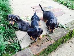 Dachshund puppies at prices range from $300 to $700 could be found a lot in large pet sites, including the following fully registered dachshund puppies usually cost between $700 and $1300, you could find them at small breeders sites, or at pet sites as follows Dachshund Puppies For Sale Tennessee