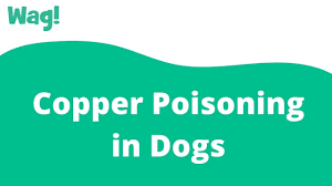 Image result for Copper Poisoning
