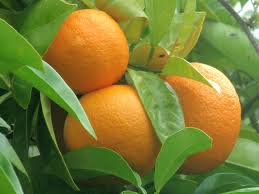 Image result for Citrus × aurantium