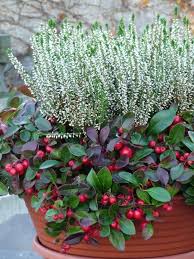 Maybe you would like to learn more about one of these? Pin By Sweet Home On Lillepotid Container Gardening Flowers Fall Container Gardens Flower Pots Outdoor