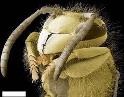 الحشرات كما لم تشاهدونها من قبل صور مدهشة لحشرات م كبرة مليون مرة صـــور scanning electron microscope microscope pictures pictures of insects