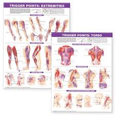 trigger point chart set torso and extremities by anatomical