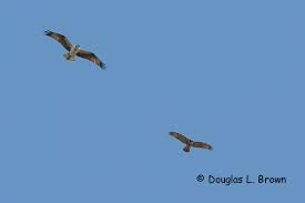 Hawks New York Birds Of Prey Pictures Osprey And Red Tailed Hawk Red Tailed Hawk Birds Of Prey Osprey