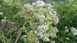 Image result for Vernonia galamensis