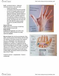 Kin 2320 Lecture Notes Spring 2018 Lecture 29 Anatomical Snuffbox Radial Styloid Process Thenar Eminence This article describes the anatomical snuffbox, covering its borders, contents, anatomy, and clinical aspects. kin 2320 lecture notes spring 2018