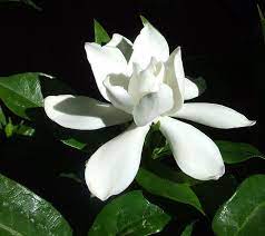 Gardenia Flowers Gardenia Plants Fragrant Flowers