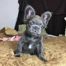 This breed has also been mixed with other purebreds to create a host of interesting dogs. Image Result For Long Haired Blue French Bulldog Frenchbulldogs Bulldog Puppies English Bulldog Puppies French Bulldog Puppies
