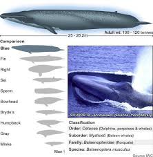 Comparison Chart Of Great Whales And Man Whale Pictures Whale Blue Whale