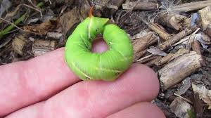 Maybe you would like to learn more about one of these? Hawk Moth Hornworm Caterpillar Youtube