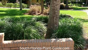 Maybe you would like to learn more about one of these? Grass Like Plants Liriope Mondo Grass And Aztec Grass