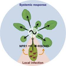 Image result for Pseudomonas syringae