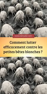 Comment Lutter Efficacement Contre Les Petites Betes Blanches Les Petites Betes Les Acariens Ma Petite