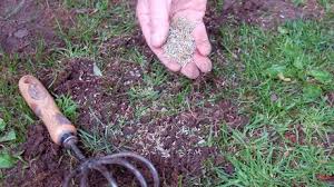 When starting a new lawn, many people wonder which is better: Sow Grass Seed Garden News