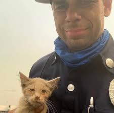 Firefighter Tucks Tiny “Fire Cat” In His Pocket After Rescuing Him From The  Ashes.
