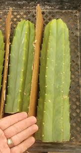 Image result for cactus cuttings
