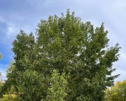 Image of Pecan tree