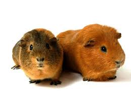 Epingle Sur Guinea Pigs