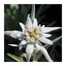 Browse the user profile and get inspired. Floare De Colt Gardenexpert Ro