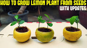 Check spelling or type a new query. How To Grow Lemon Tree From Seed With Full Updates Youtube