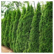 Tall with a 3 ft. Arborvitae Emerald Green 1pc National Plant Network U S D A Hardiness Zone 4 9 2 25 Gallon Target