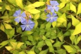 Image result for Plumbaginaceae