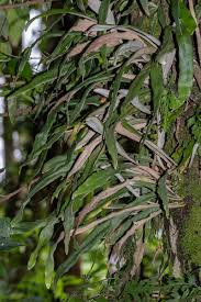 Image result for Pyrrosia rhodesiana