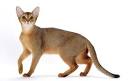 Abyssinian Kittens for Sale - Felines4us