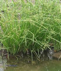 Image result for Courtoisina cyperoides