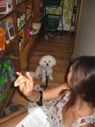Safe, secure, online shopping for essential pet products. Whiskers Holistic Petcare Blog Best Resource For Pet Owners