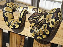Gwar My Normal Ball Python Cute Reptiles Ball Python Morphs Ball Python