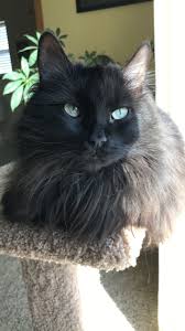The hair of the long haired cats needs regular brushing to keep your pet healthy and happy. Long Haired Fluffy Black Cat With Green Eyes Fluffy Black Cat Long Haired Kittens Long Haired Cats