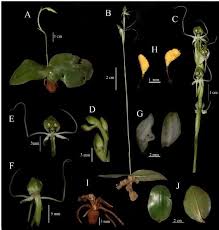 Image result for Habenaria disparilis