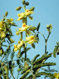 Image result for Pomaria