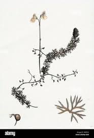 Image result for Utricularia  intermedia