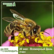 Кроме того, сегодня в россии отмечают день волги. Tut Gryazi Net 20 Maya Otmechaetsya Vsemirnyj Den Pchyol World Bee Day Prazdnik Byl Uchrezhdyon Rezolyuciej Generalnoj Assamblei Oon A Res 72 211 V Dekabre 2017 Goda Data Vybrana Ne Sluchajno V Etot