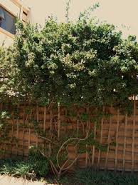 Image result for Jasminum multipartitum