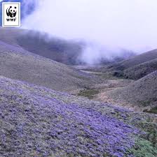 The stunning neelakurinji flowers bloom after 12 years. Wwf India On Twitter Wisdomwednesday Didyouknow That These Neelakurinji Flowers Are Known To Bloom Once Every 12 Years And Guess What They Are Blooming This Year These Lovely Flowers Cover The