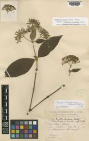 Image result for Rogiera amoena