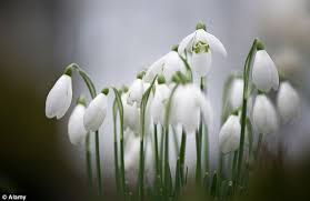 Flowers in season in january uk. Spring In January As Daffodils Flower And Birds Nest Mild Winter Means First Signs Are Already Showing Daily Mail Online