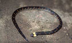 Image result for Atractus modestus