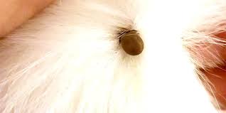 Aine, aisselles, entre les doigts, autour des oreilles, dans le cou (penser à bien regarder sous le collier), autour des yeux, etc… c'est pour cela que c'est en inspectant scrupuleusement et. Sos Veterinaire J Ai Retire Une Tique A Mon Chien La Tete Est Restee Dans La Peau