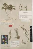 Image result for Limeum