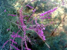 Image result for Paraknoxia parviflora