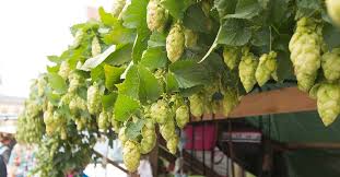 Humulus lupulus) mit einer enormen geschwindigkeit viele nährstoffe zehrt, ist er bevor er in die gärten, auf die felder und die hausfassaden gelangte, besiedelte er in seiner. Wissenswertes Rund Um Den Hopfen Im Hopfenlexikon Hopfenland Hallertau